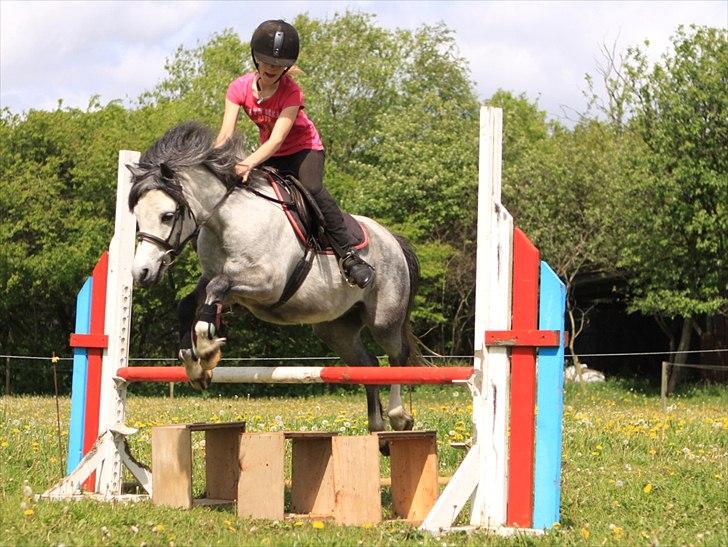 Welsh Pony (sec B) Lukas - En hest er stadig en hest uden rytter, men en rytter uden en hest er bare et menneske billede 14