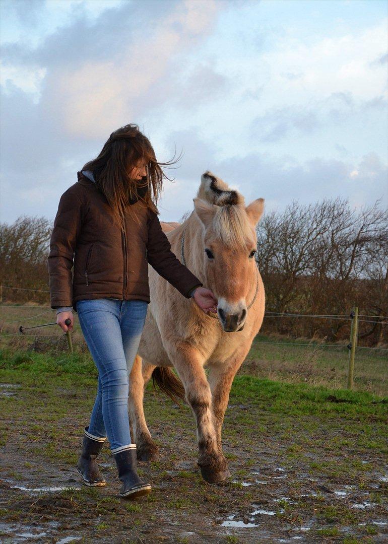 Fjordhest Plattini  - True friends are allways together in the spirit. /foto - maria <3. billede 8