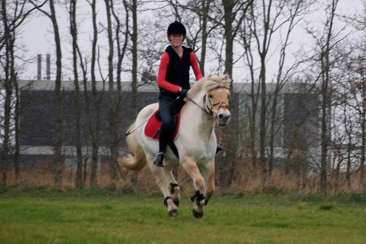 Fjordhest Odin - HAHAHAH, kunne SLET ikke holde ham den dag!! fik to vabler på min hånd.. han løb bare af sted med mig hele tiden:-D billede 15