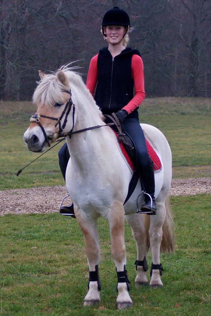 Fjordhest Odin - endelig gad han at stå stille;-* billede 14