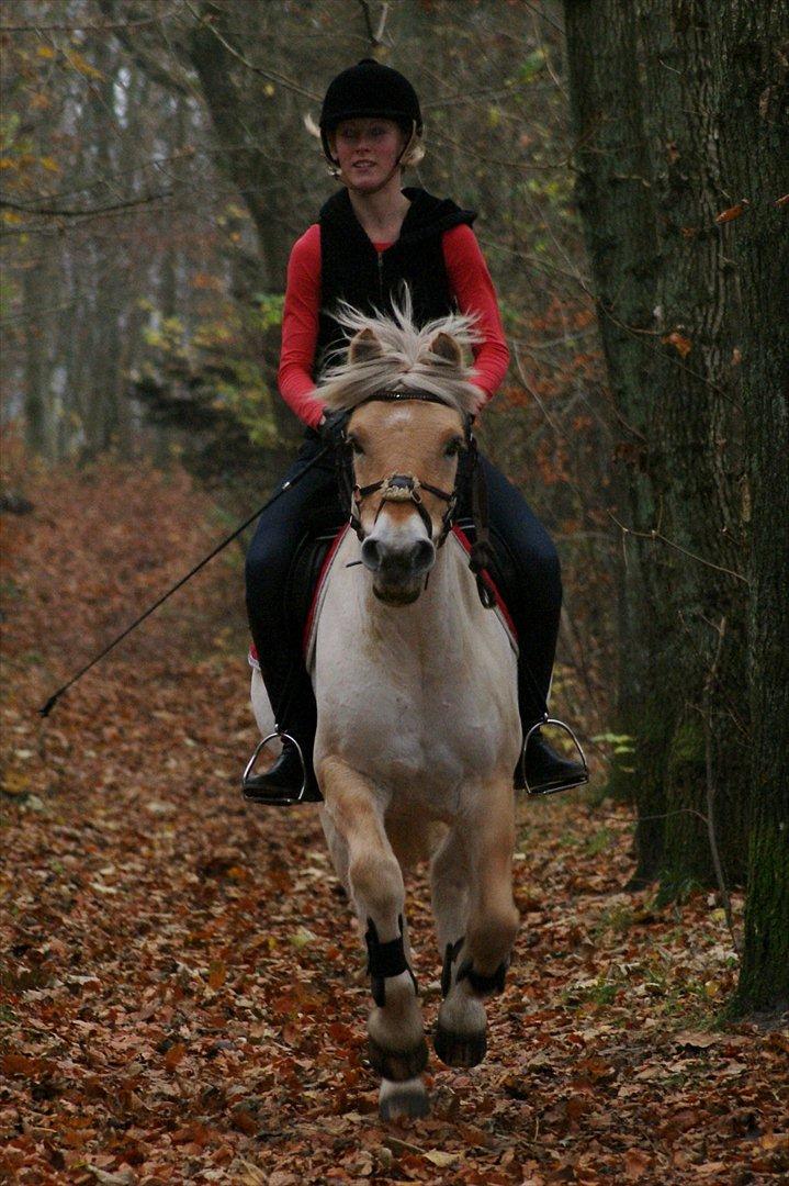 Fjordhest Odin - odinni<3<3<3<3 billede 2