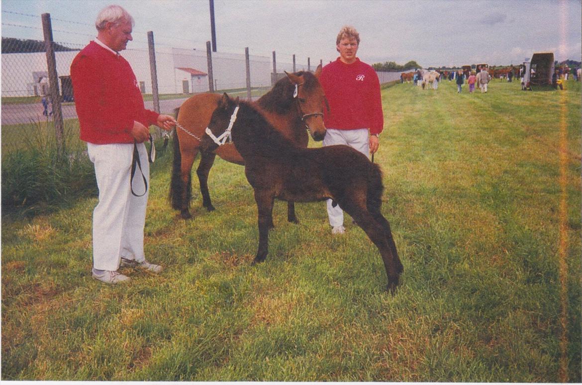Gotlandsruss Daddy Boy - Daddy Boy med sin mor Dira billede 15