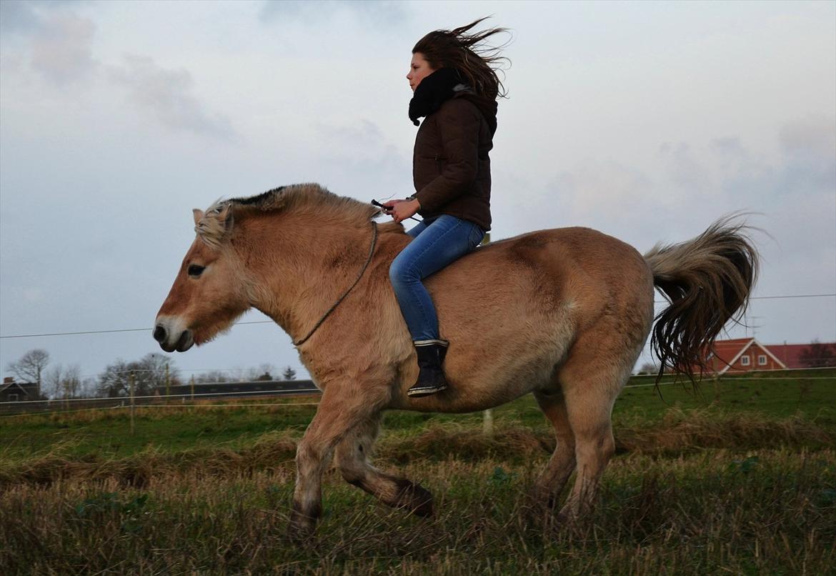 Fjordhest Plattini  - I harmoni med hesten. Min drømmehest....  /foto - maria.<3  billede 4