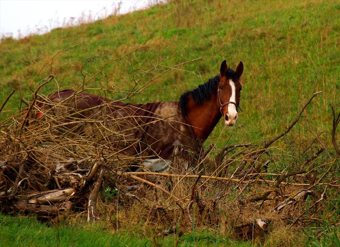 Hollandsk Varmblod Bravour M HJEMME IGEN - 28.11.11 billede 37