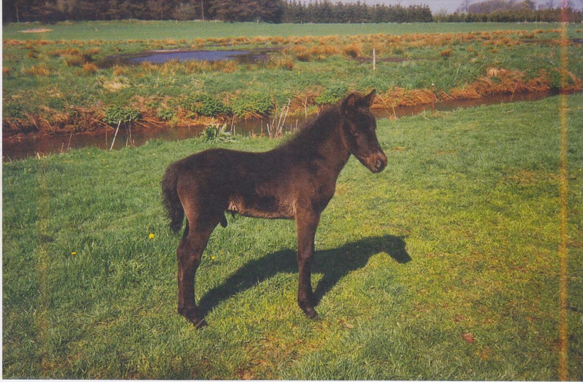 Gotlandsruss Daddy Boy - Daddy Boy som føl billede 13
