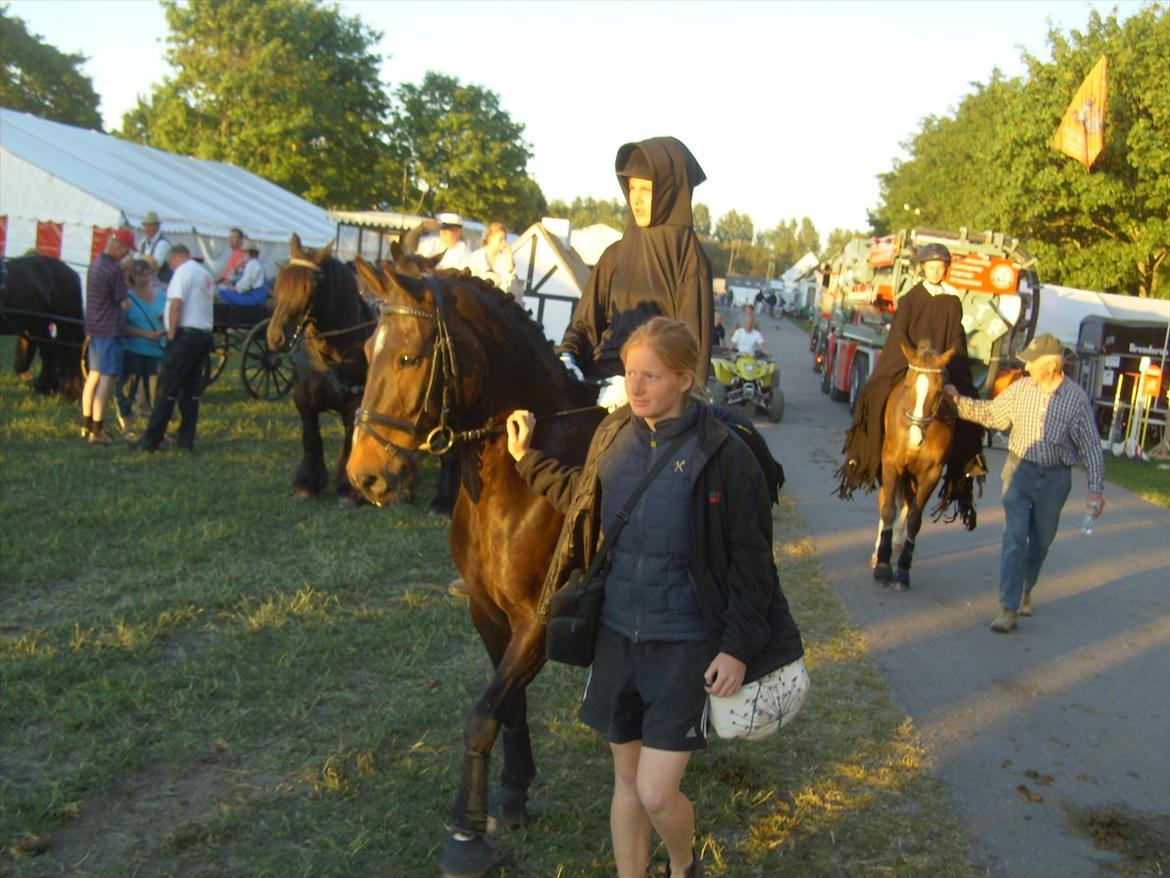 DSP Græsmarkens Major B-pony billede 17