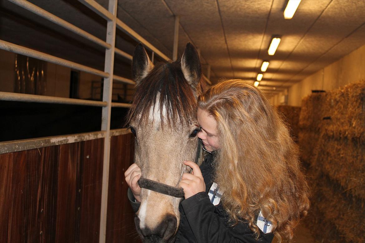 Connemara Nygaards Gitte <3 R.I.P :'( Miss you! - The little amazing horse. billede 1
