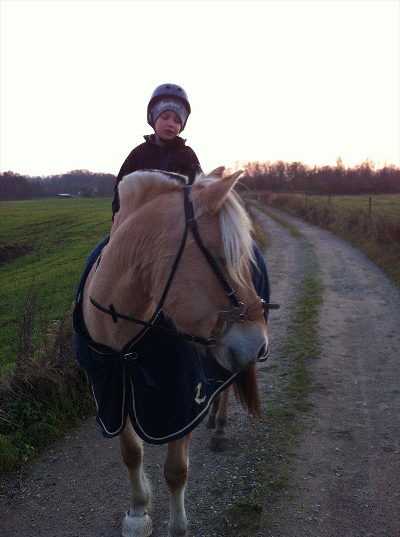 Fjordhest Anna | Min bedste ven - Lillebror Rune og Anna efter ridning <3 To skønlinger!
NOV. 2011 billede 15