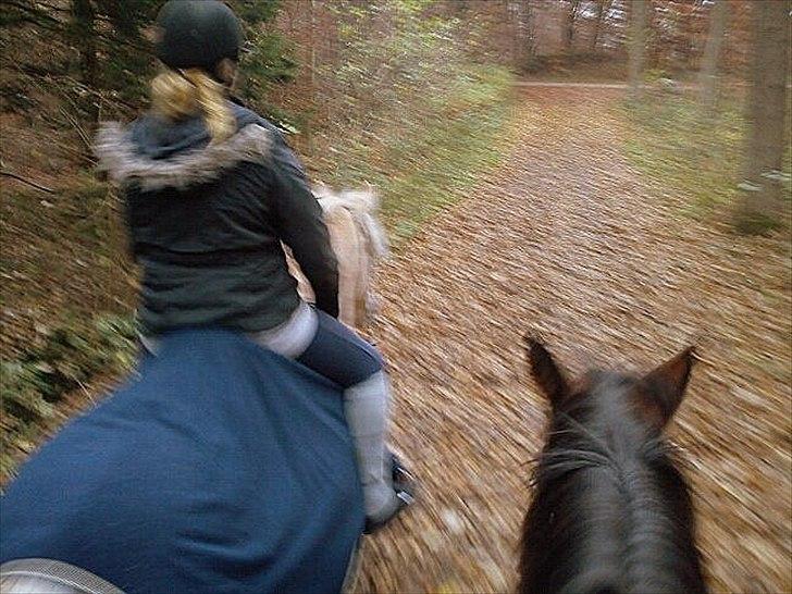 Fjordhest Anna | Min bedste ven - På skovtur med Cecilia og Julia, vores trofaste følges venner :-D
DEC. 2011 billede 16