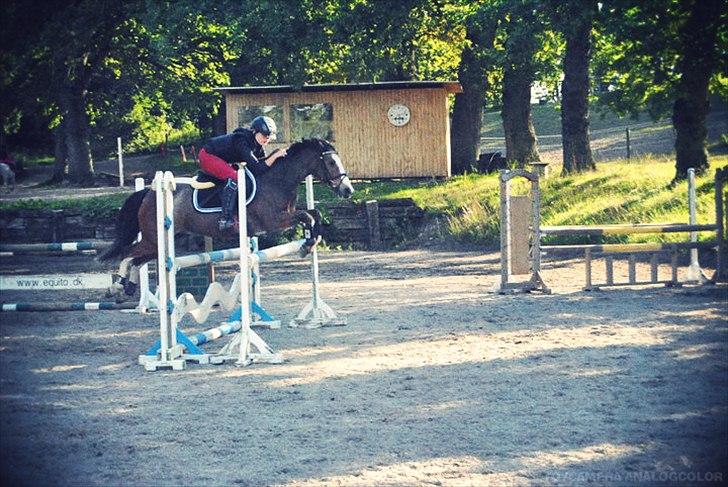 Hollandsk Sportspony Lucky - I mit hjerte, i mit sind, har du stille låst dig ind.
Nøglen er kastet, den er borte min ven, og jeg slipper dig aldrig ud igen <3

Jeg vil altid elske dig!
 billede 19