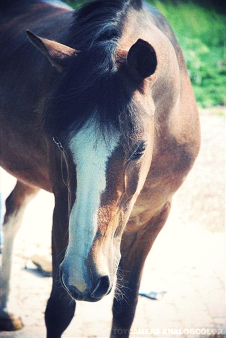 Hollandsk Sportspony Lucky - Den smukkeste pony i hele verdenen <3 billede 20