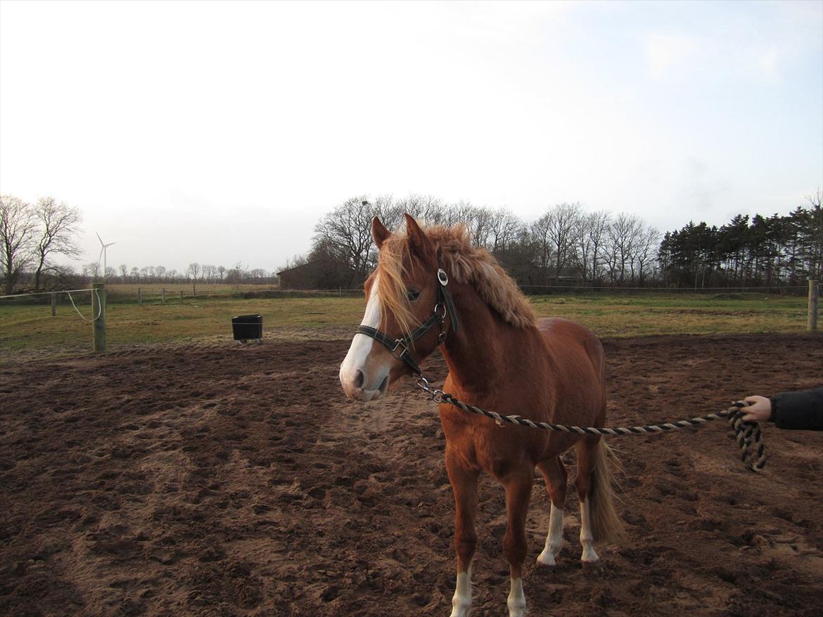DSP De Flax - november 2011 lige efter jeg havde fået skønheden :D billede 1