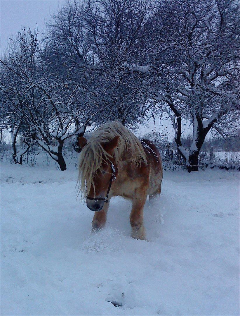 Belgier Dolly (Iris van Parkzicht Nyt hjem ;( - Dolly 2 år vinter 2010 billede 20