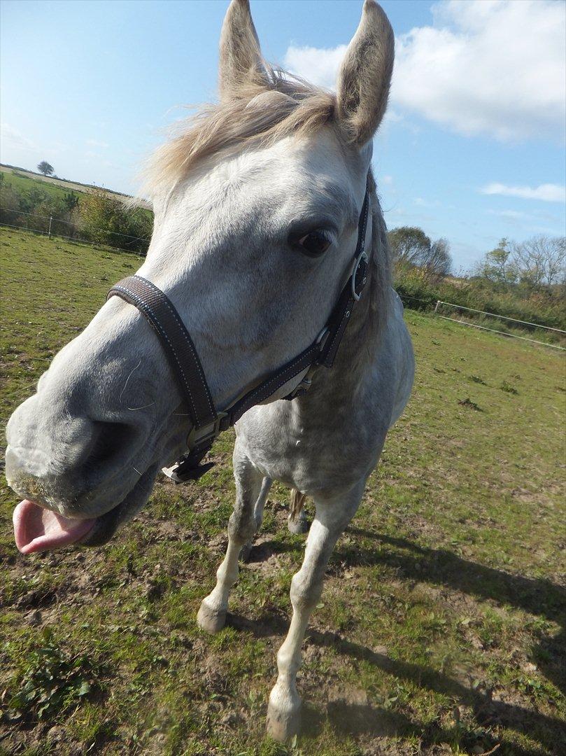 Arabisk fuldblod (OX) Tahir El Sad (solgt) billede 10