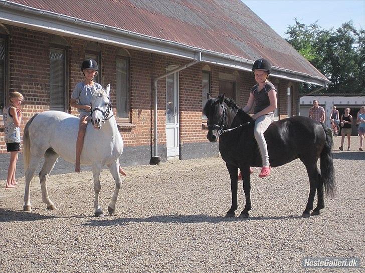 Welsh Pony (sec B) Papaya *R.I.P* - Jeg var lykkelig da jeg så dig igen, inde i den staldboks du stod i da jeg også havde dig <3 Til ponyugen 2011 <3 Min enormt fantastiske pige!<3 :-* billede 3