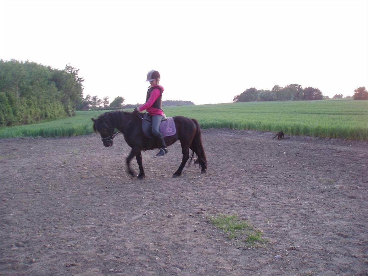 Dartmoor Lullu billede 8