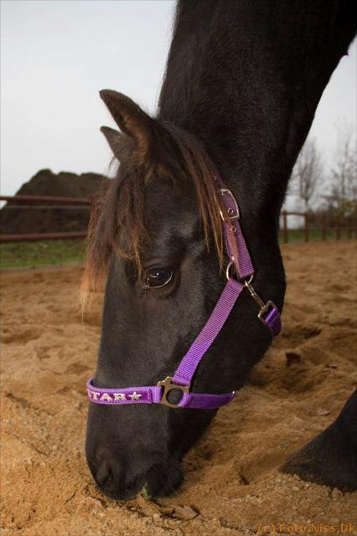 Frieser Horst fan de Harr billede 12