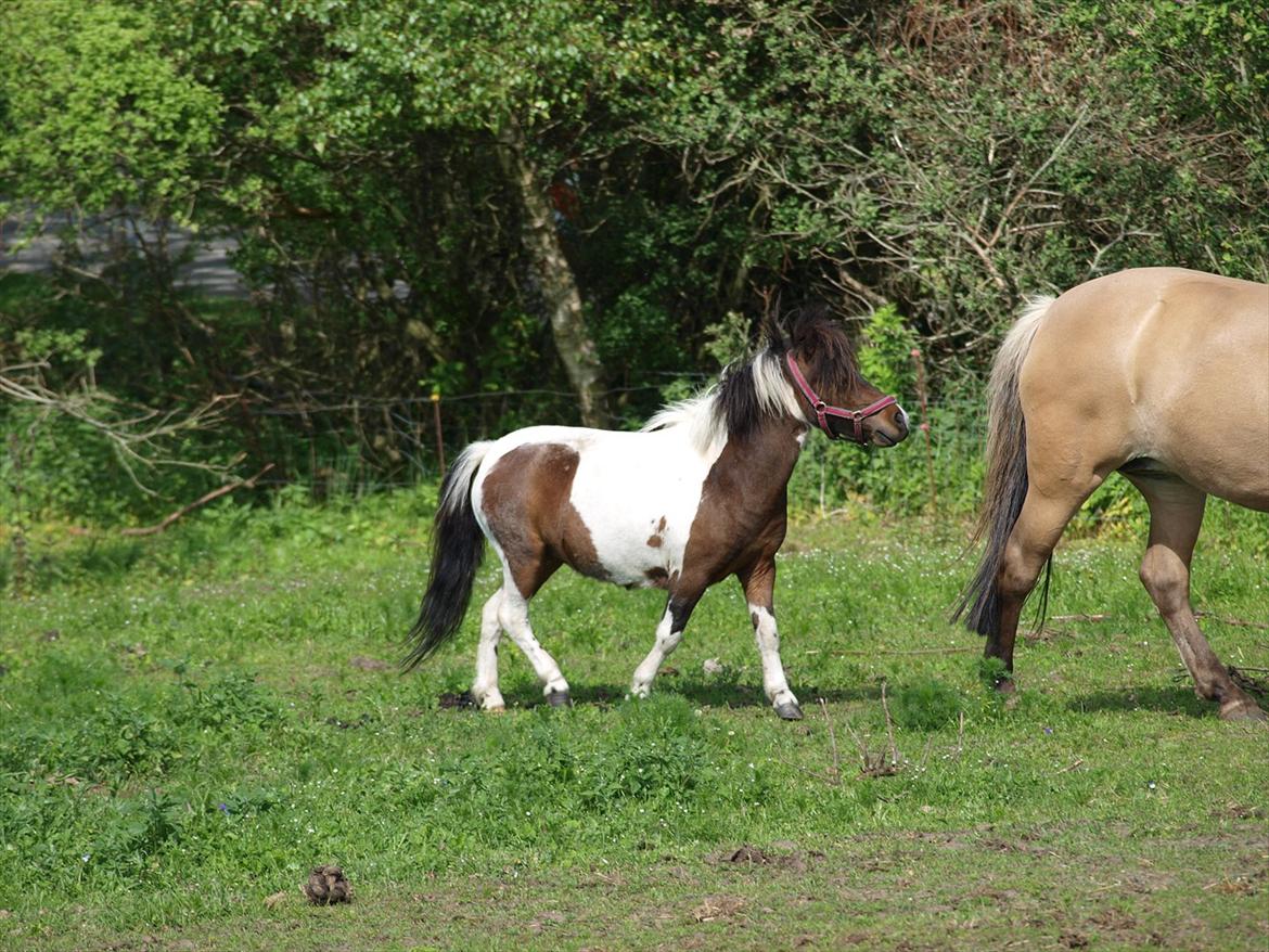 Shetlænder Tøsen - tidligere pony billede 7