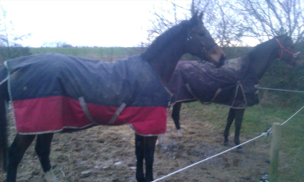 Dansk Varmblod Wilhelm [Tidl. Hest] billede 18