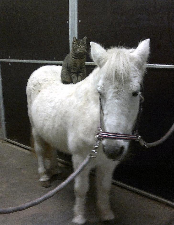 Anden særlig race Vanaheims Sølva billede 11