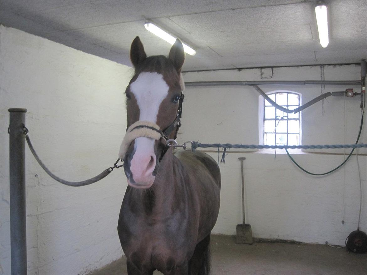 Hollandsk Sportspony Happy, dressur pony:D billede 8