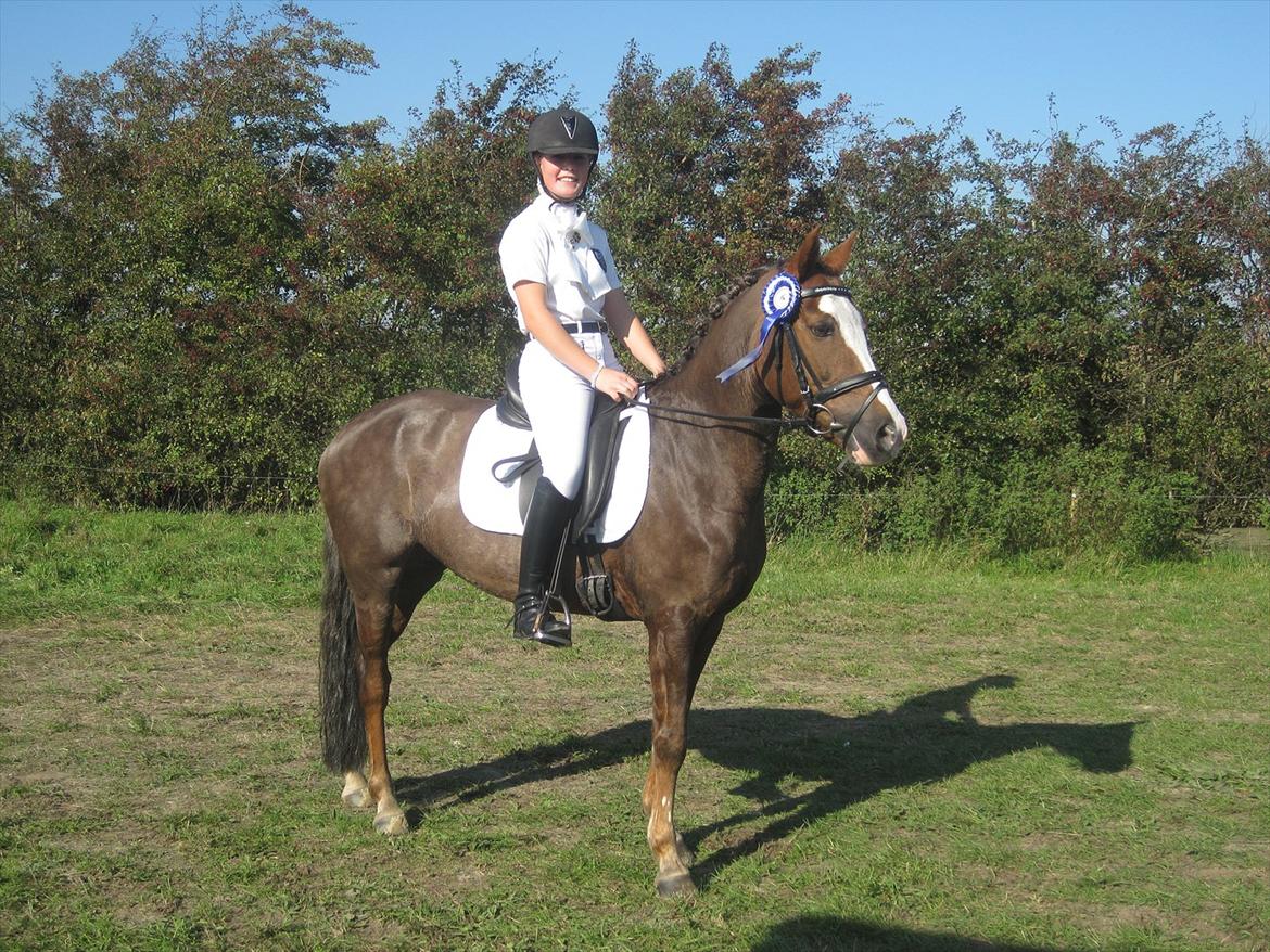 Hollandsk Sportspony Happy, dressur pony:D billede 1