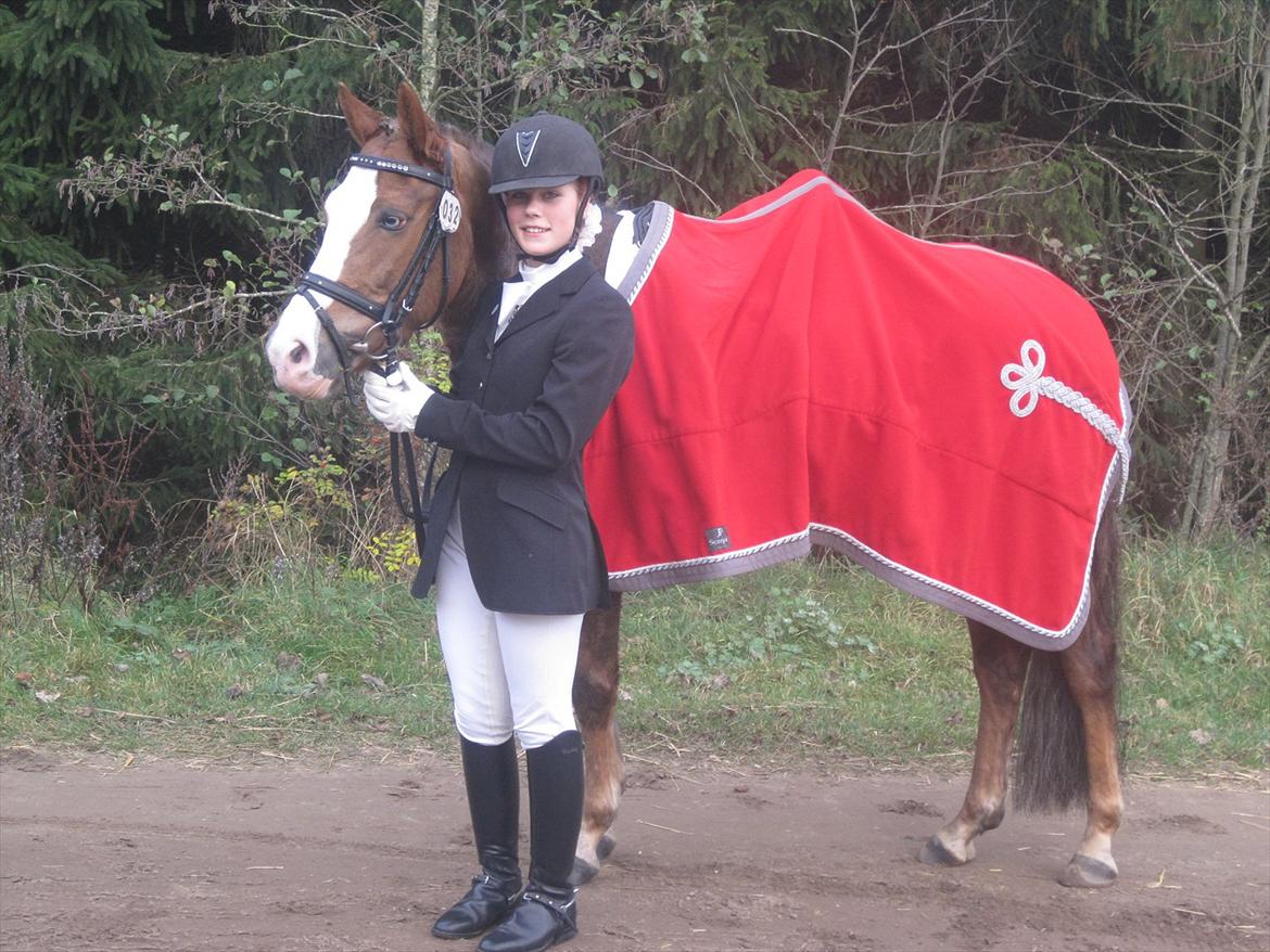 Hollandsk Sportspony Happy, dressur pony:D billede 9