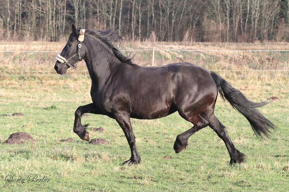 Frieser Henrikje van de demoor billede 14