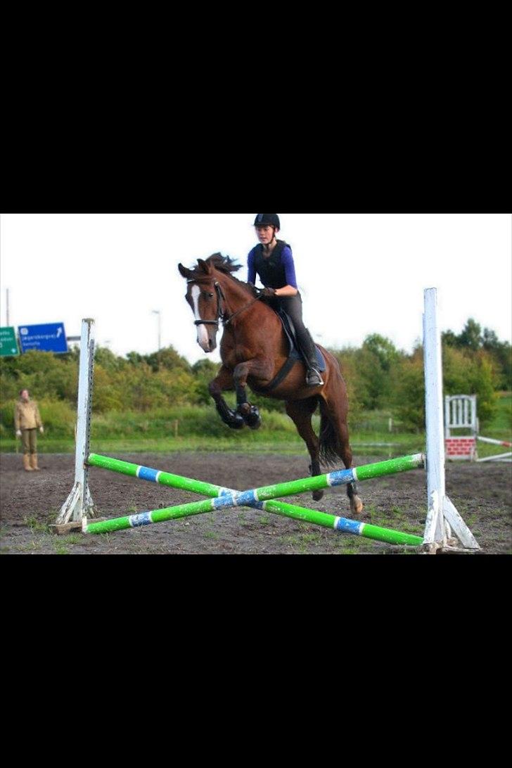 Anden særlig race Picasso - Sofie springer  billede 13