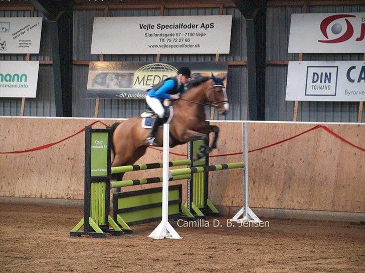 Zangersheide Elco Du Buisson Z - LA* 
Hedensted og Omegns Rideklub billede 16