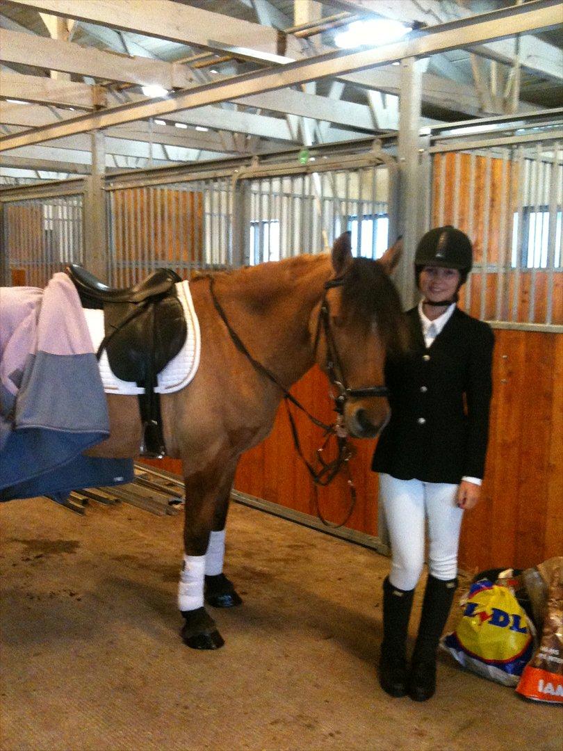 Anden særlig race Cosmos - Lige før jeg skulle starte dressur. billede 7