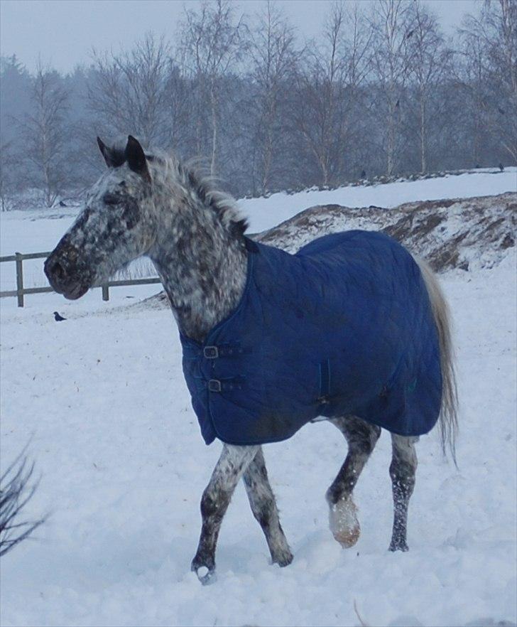 Appaloosa Benno - På fold i sneen.  billede 13