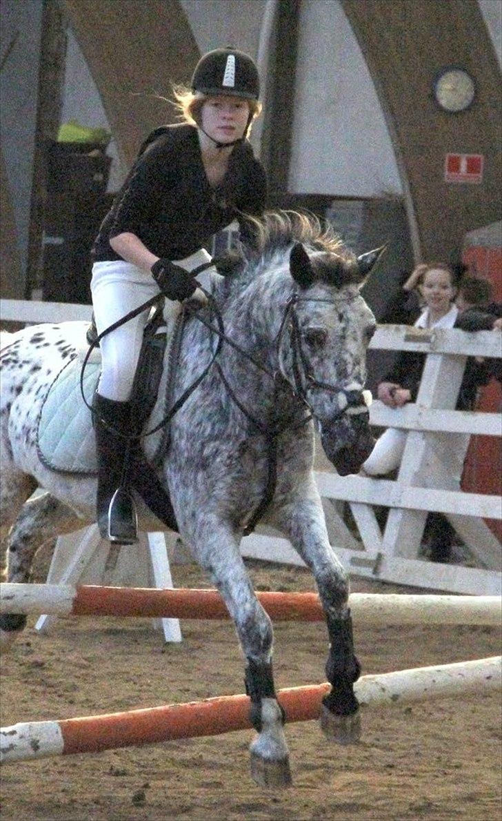 Appaloosa Benno - Maria Racsh Foto.
Springstævne. billede 14