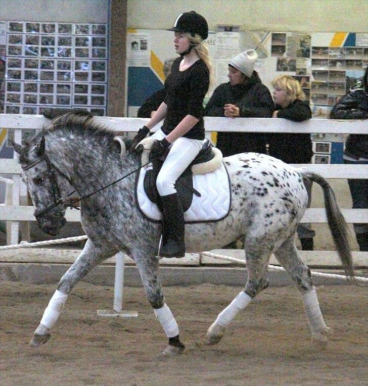 Appaloosa Benno - Maria Racsh Foto.
Dressurstævne.  billede 16