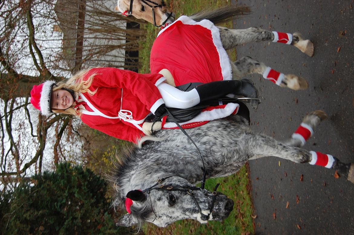 Appaloosa Benno - Juleoptog i Glumsø.  
Undskyld billedet vender forkert. billede 17