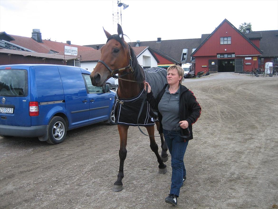 Traver maigold (s) billede 19