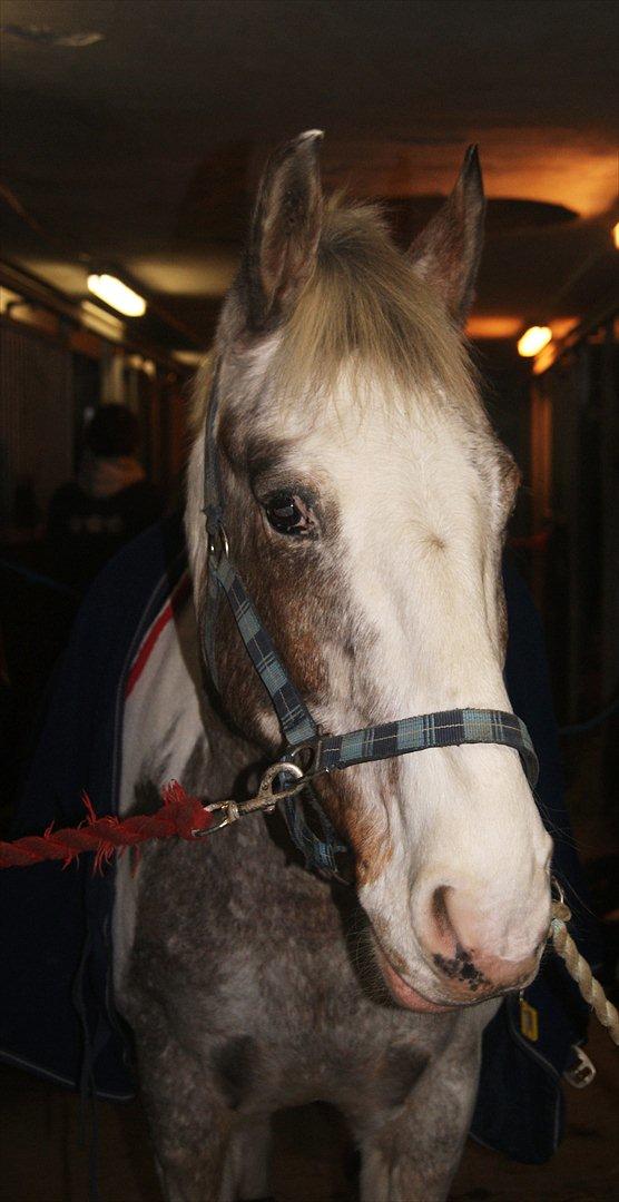 Anden særlig race MR MARTIN - Velkommen til Mr. martins profil! 
- nyd ham, det gør jeg! <3   billede 1