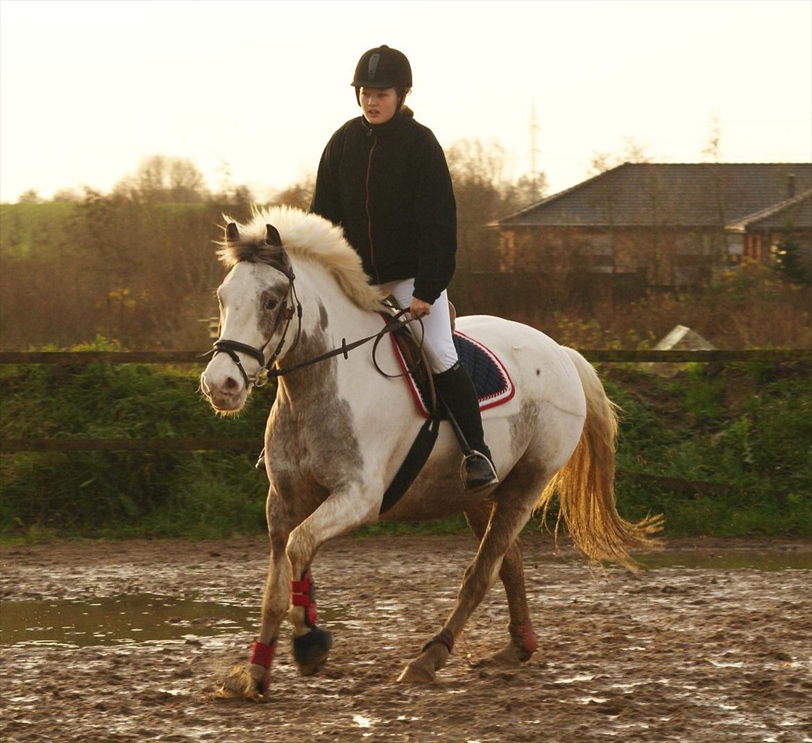 Anden særlig race MR MARTIN - Haaaaaaaaaneekaaaaaaammmmmmm!  billede 5