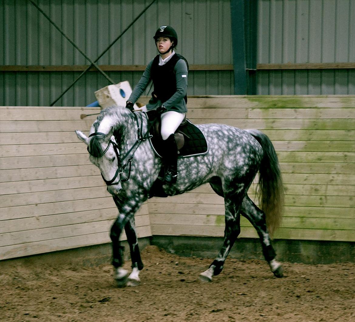 Dansk Varmblod Nicolina Lille Lunden - smukke Nicolina, grimme Marie-Louise... :( <3  billede 8