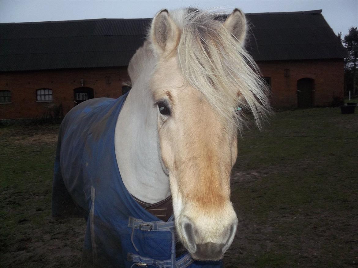 Fjordhest Leander billede 1