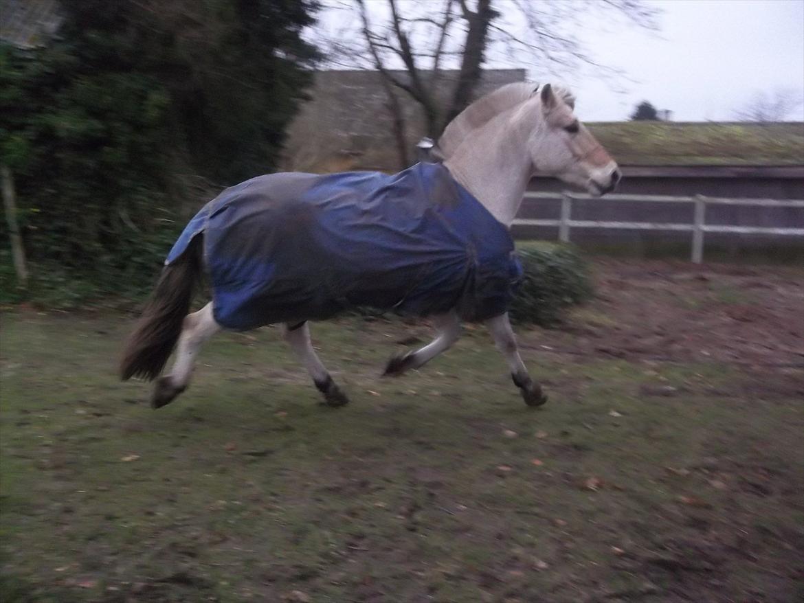 Fjordhest Leander billede 2