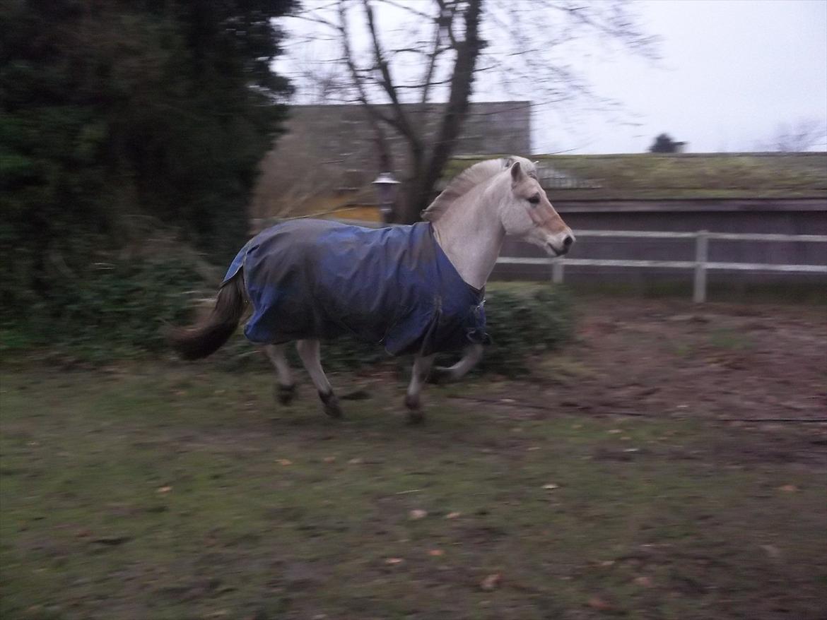 Fjordhest Leander billede 3