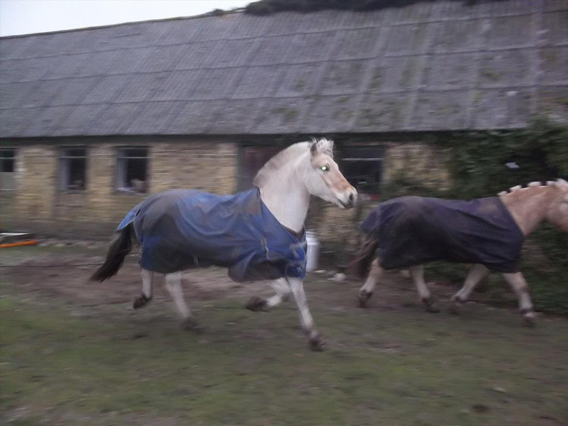 Fjordhest Leander billede 4