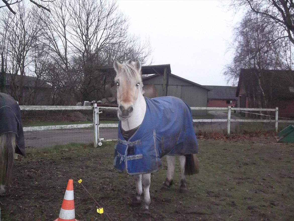 Fjordhest Leander billede 5