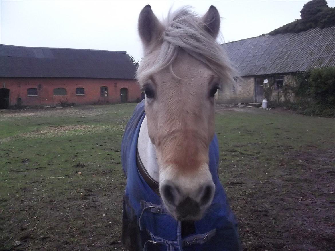 Fjordhest Leander billede 6