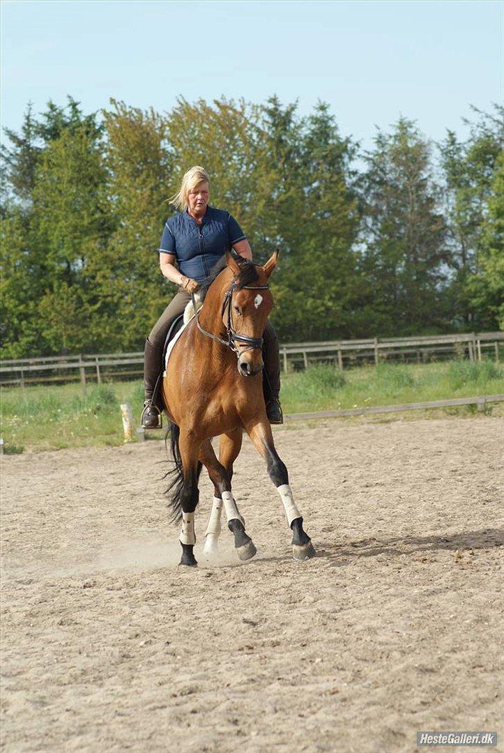 Dansk Varmblod Slandine-W RDH - Dine i en flot traversade! billede 18