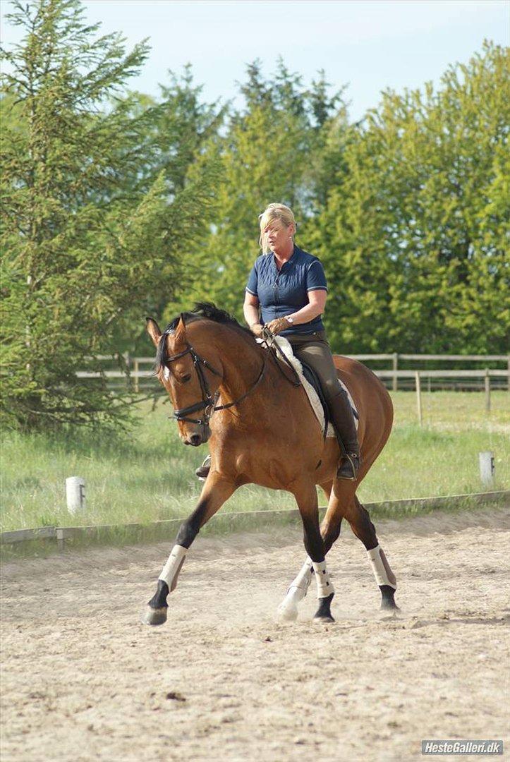 Dansk Varmblod Slandine-W RDH - Igen super travers ! billede 19