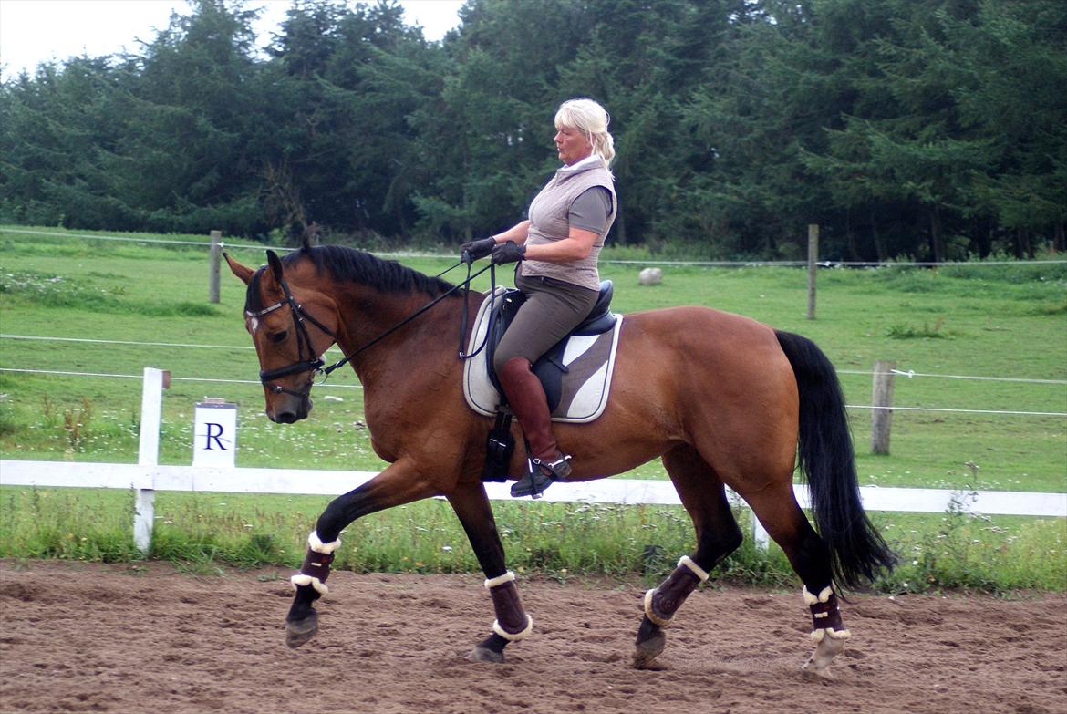 Dansk Varmblod Slandine-W RDH - Dine i samlet trav billede 5