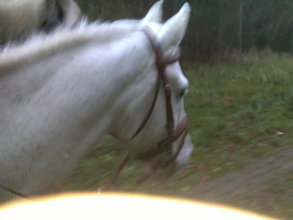Anden særlig race COCO billede 9