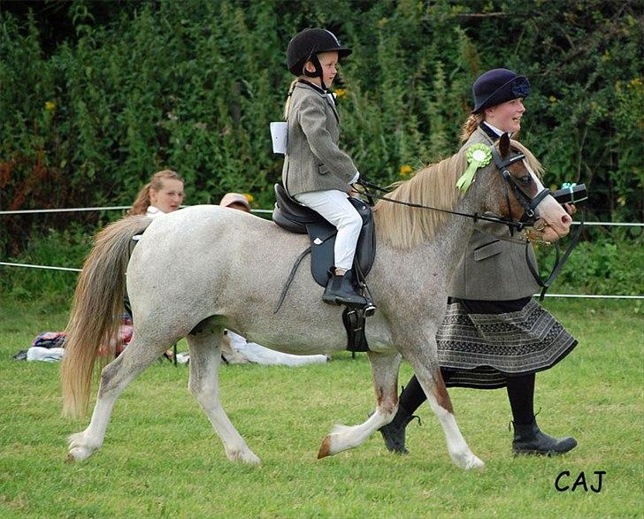 Welsh Mountain (sec A) Runshaw Ladi Lillith - Kåring 2011. Føret blev Sally kåret i 1 klasse + fløj. Senere på dagen var hun i  Leading rein med Emma . Prædikat 100 % børnepony sagde dommerne!!! billede 1